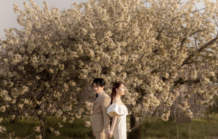 富山のフォトウェディングで和装で春の桜と一緒に撮影