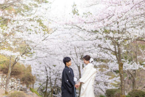 富山のコアラで和装フォトウェディングを行い桜と撮影した新郎新婦のフォトウェディング