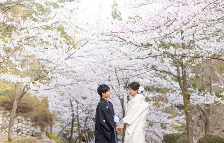 富山フォトウェディングの前撮りで桜の季節におすすめのロケ地